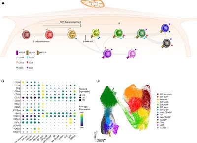 Transcriptional dynamics and epigenetic regulation of E and ID protein encoding genes during human T cell development